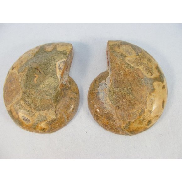 Cut Split Pair Polished Ammonite Fossil Crystal with Stands Small 3" x 2.5" - Picture 2 of 15